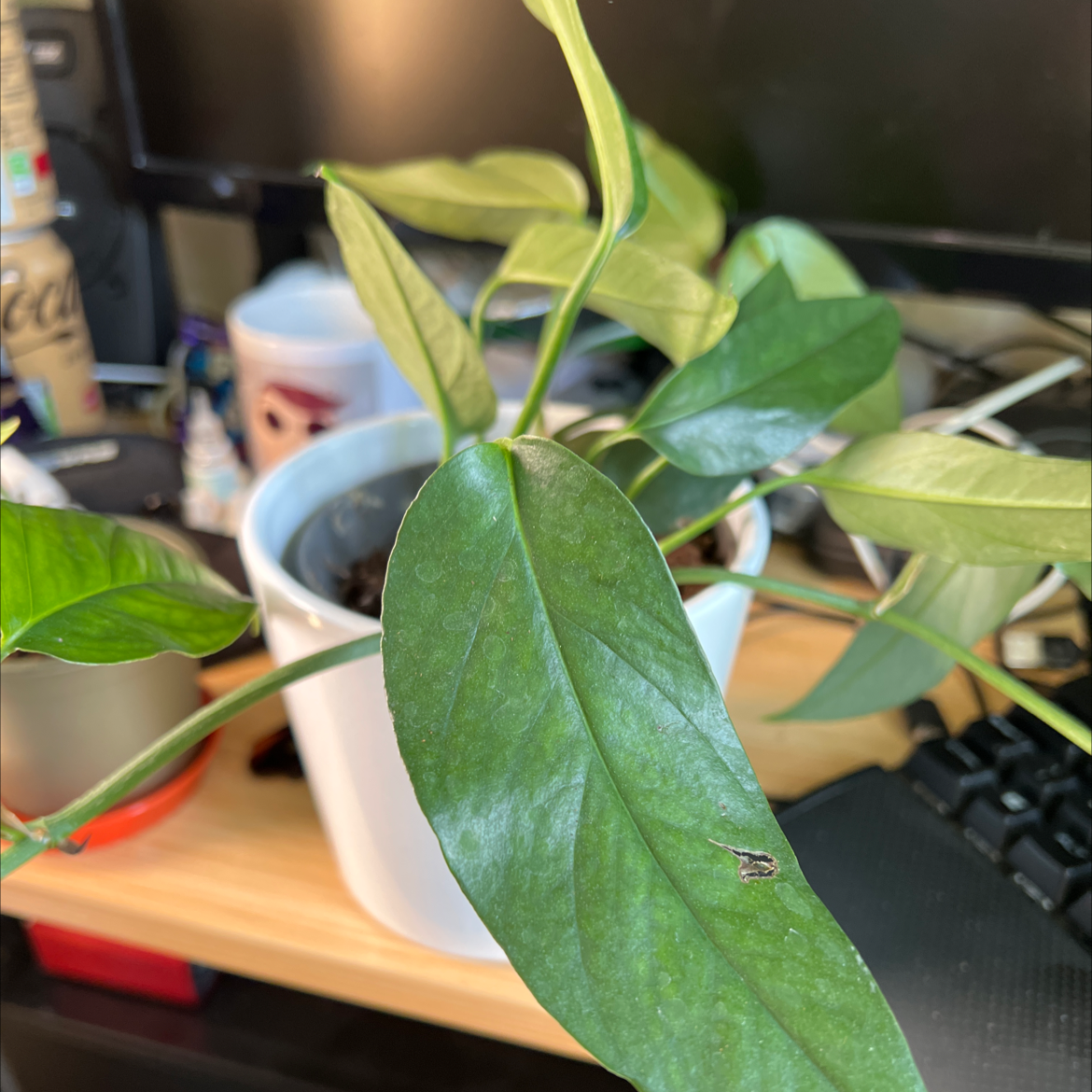 Dragon Tail Plant in a white pot on a desk, showing healthy green leaves.
