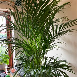 Areca Palm plant in Somewhere on Earth