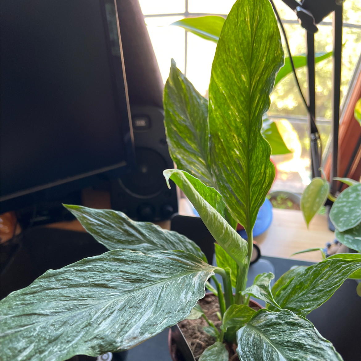 Variegated Peace Lily with healthy variegated leaves, visible soil, and no signs of disease.
