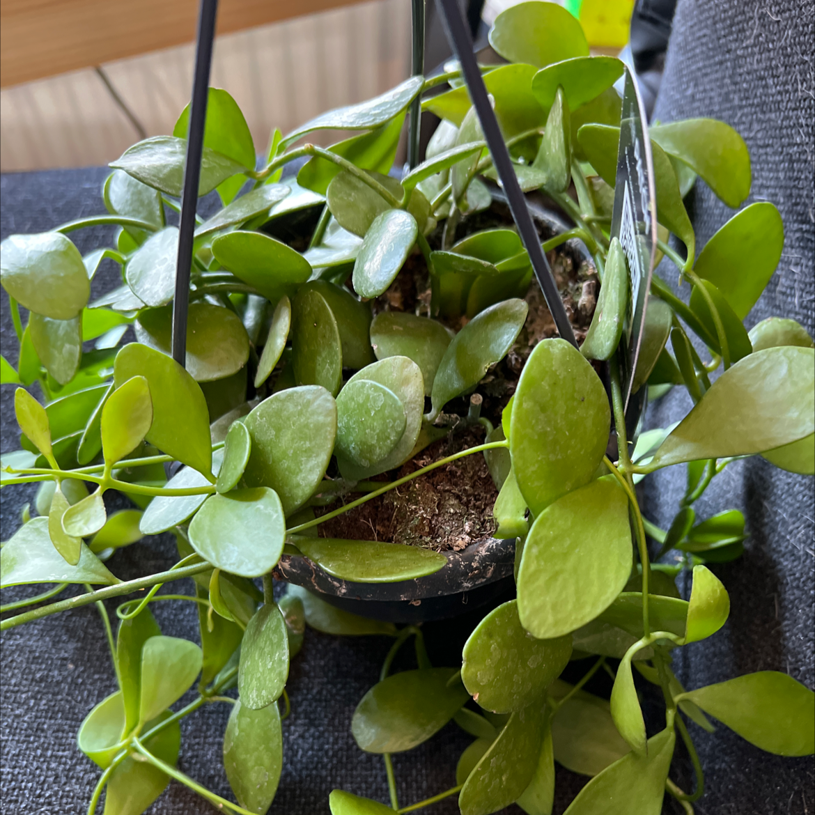 Healthy Dischidia imbricata plant in a hanging pot with green leaves and visible soil.