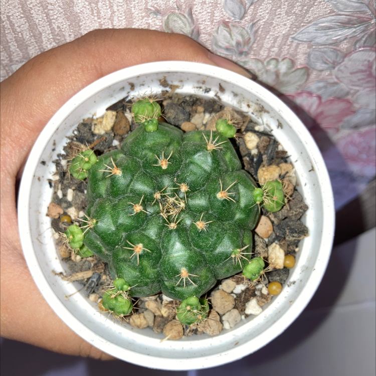 Top view of a healthy Turbinicarpus schmiedickeanus cactus in a small pot with visible soil.