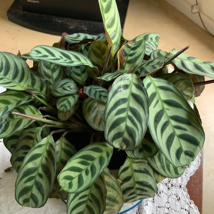Photo of the plant species Fishbone Prayer Plant by @ginsy named Jilly on Greg, the plant care app
