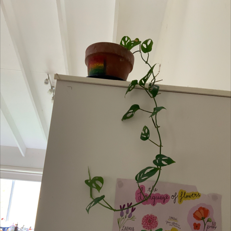 Window Leaf plant photo by @ginsy named Ophelia & Napoleon on Greg, the plant care app.