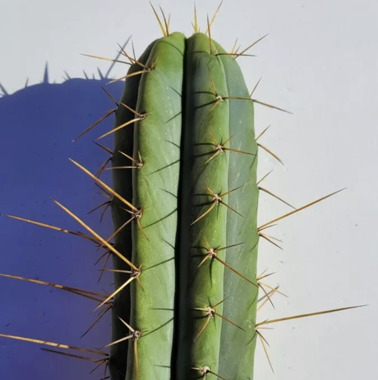 Bolivian Torch Cactus plant photo by @goofygooberdeathsquad6669 named Trichocereus Bridgessii (BlackFly) on Greg, the plant care app.