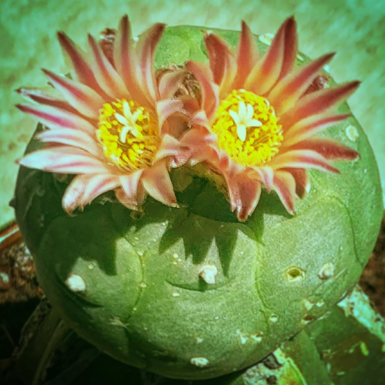 Peyote plant photo by @goofygooberdeathsquad6669 named Lophophora Fricci on Greg, the plant care app.