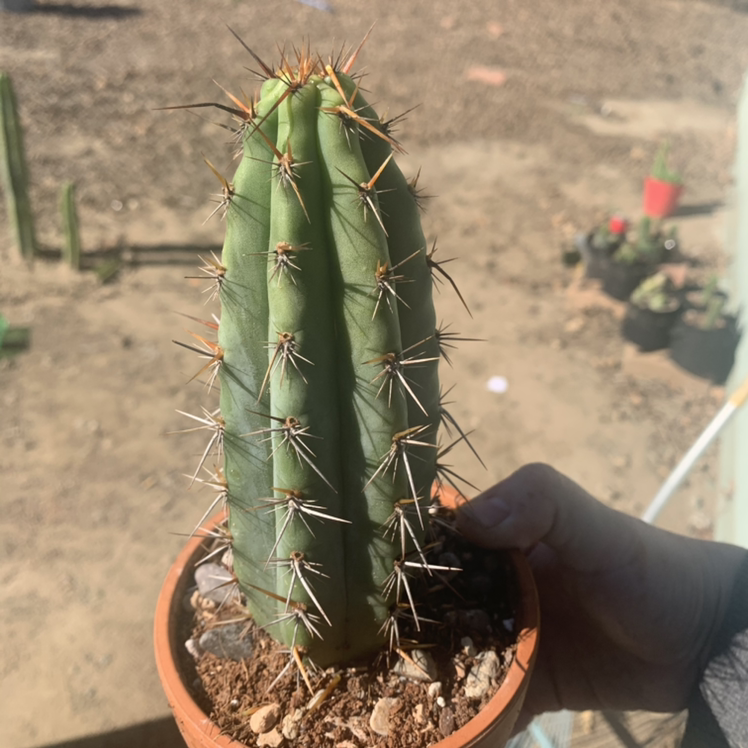 Trichocereus macrogonus plant photo by @goofygooberdeathsquad6669 named Trichocereus Peruvianus on Greg, the plant care app.