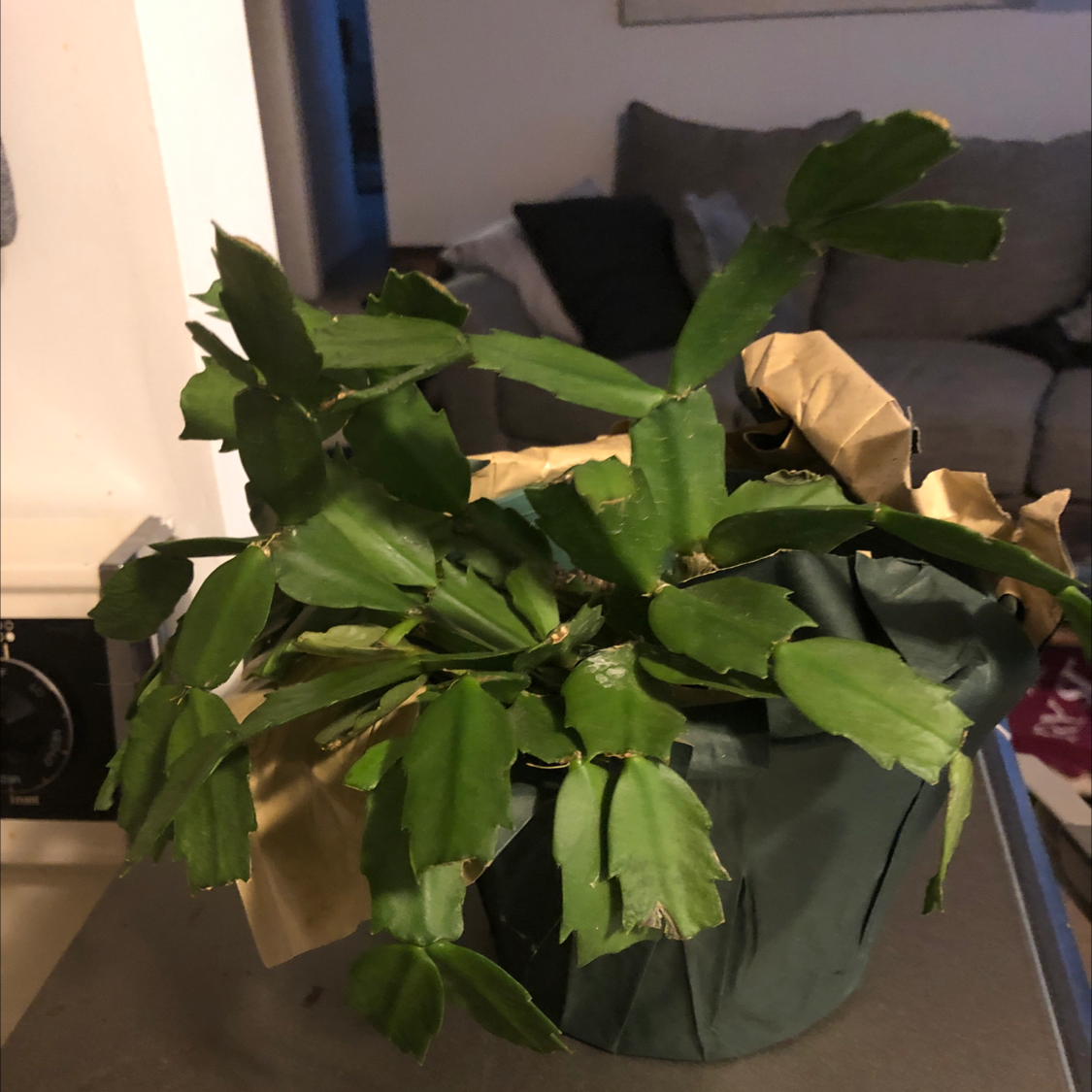 False Christmas Cactus plant photo by Catherine named Christmas cactus on Greg, the plant care app.