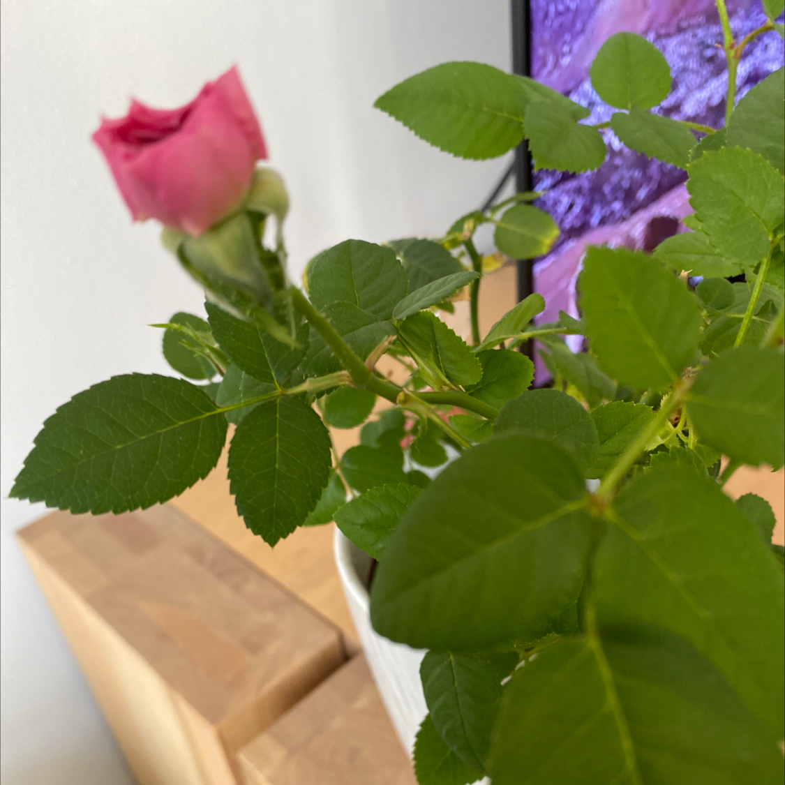 Beach Rose plant with healthy green leaves and a single pink flower bud.