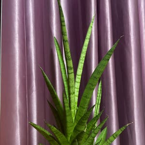 Cylindrical Snake Plant plant photo by @samula11 named Spike on Greg, the plant care app.