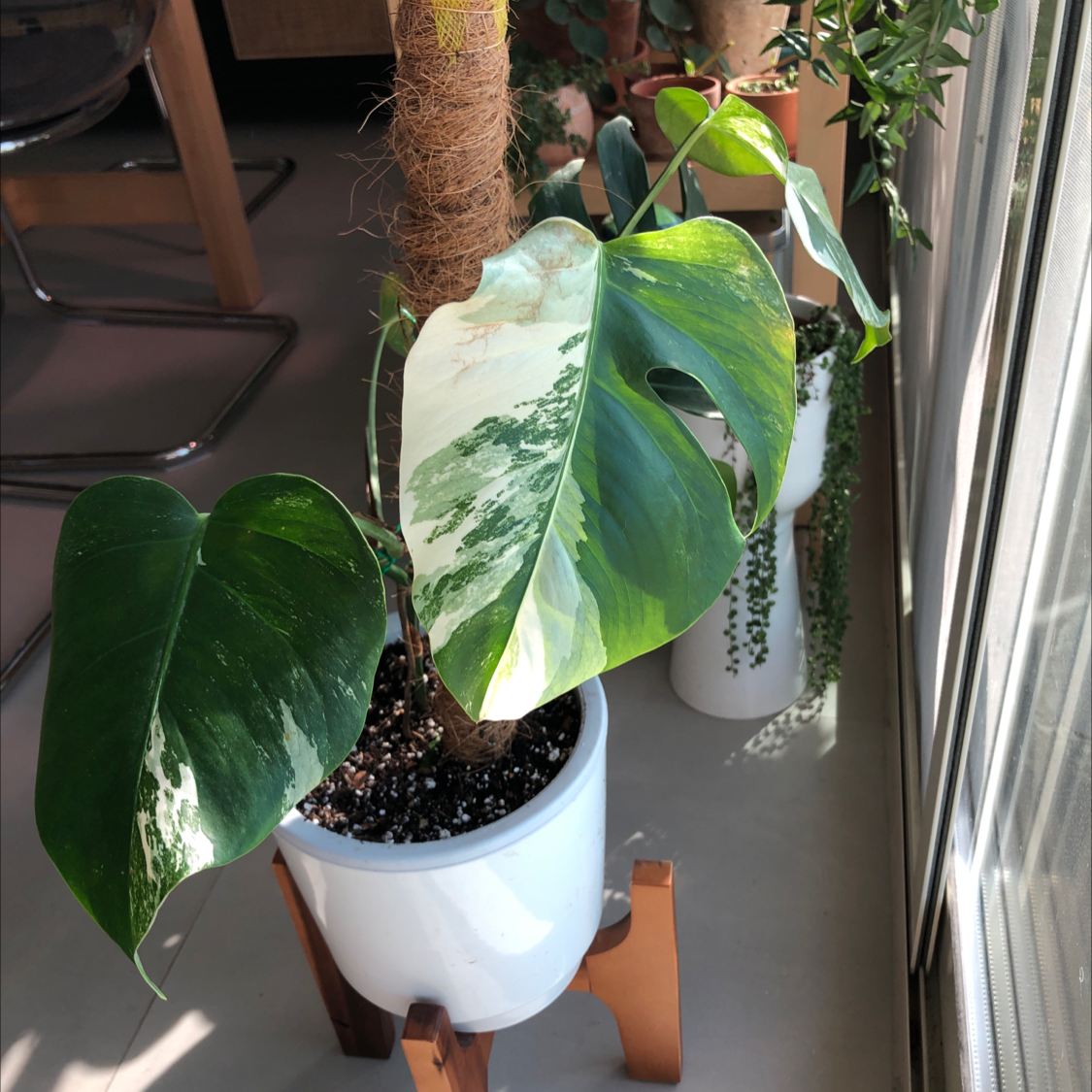 Why Are My Variegated Monstera Leaves Falling Over?