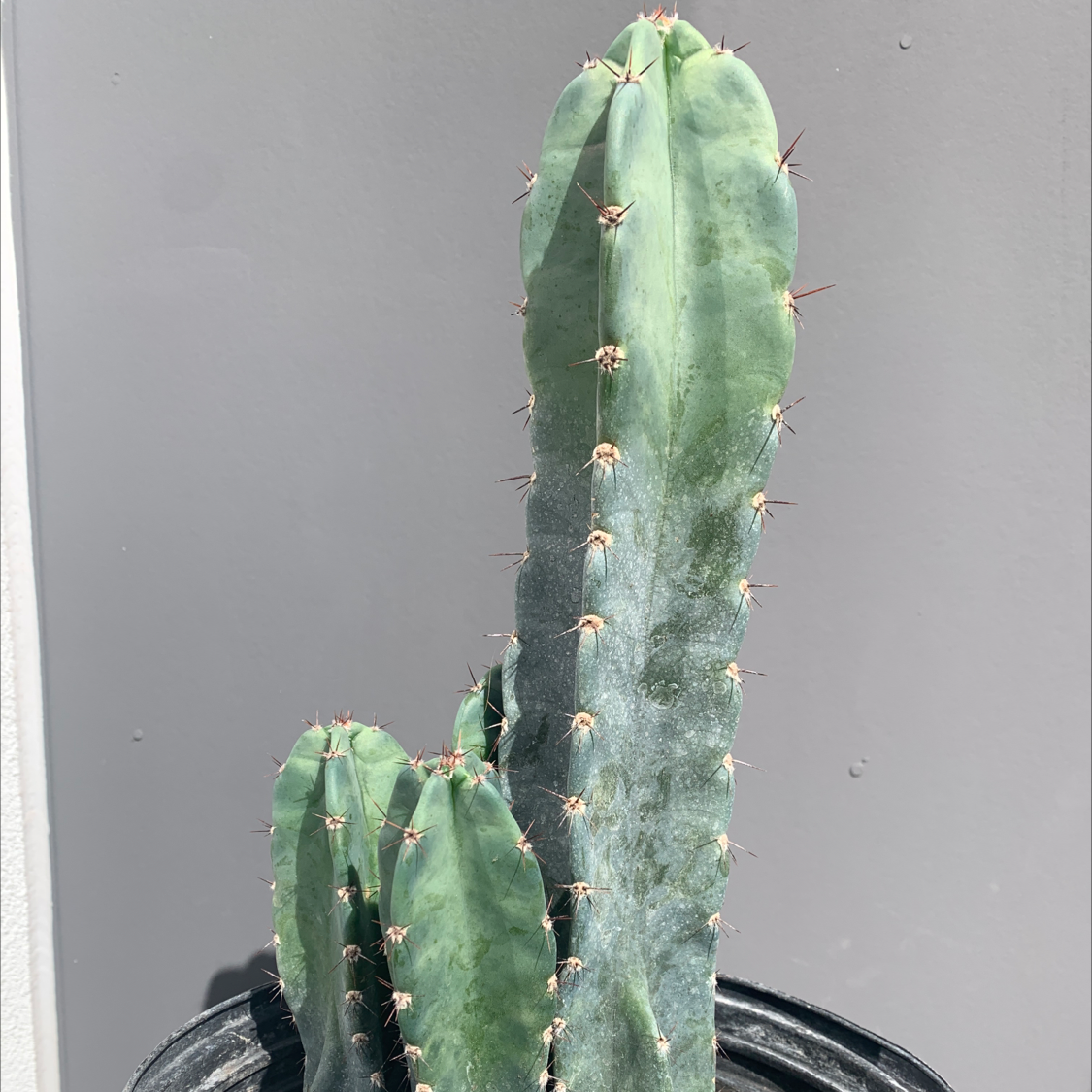 Photo of the plant species Pleated Cereus by Jen named Cactus on Greg, the plant care app