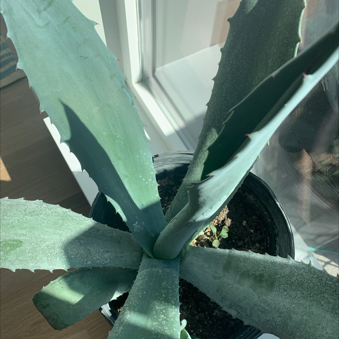 Photo of the plant species Maguey by Jen named Agave on Greg, the plant care app