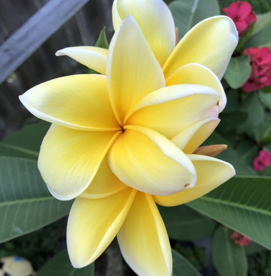Photo of the plant species Red Frangipani by Vickie named Plumeria on Greg, the plant care app