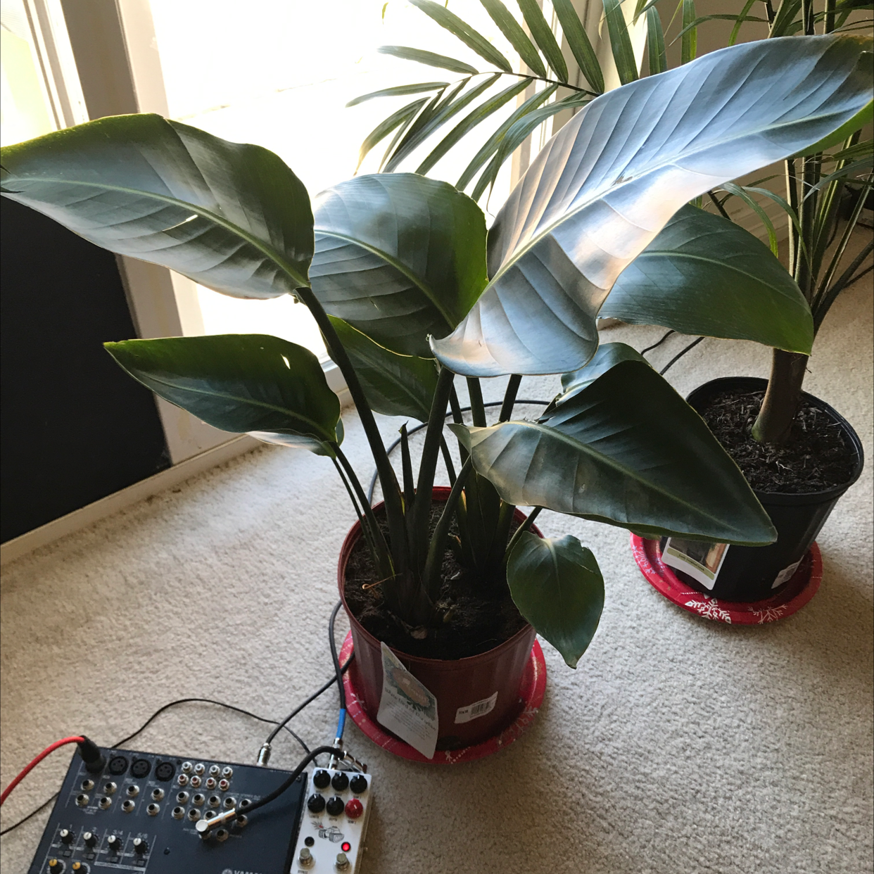 Healthy White Bird of Paradise plant with large blue-green leaves, one showing mild yellowing. Potted in red container indoors.