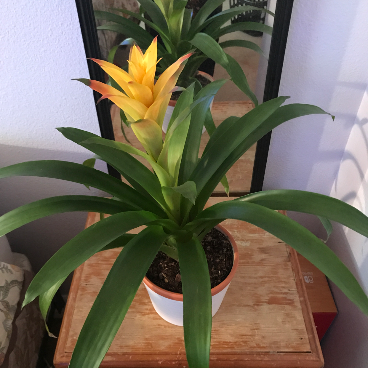 Healthy Droophead Tufted Airplant with arching green leaves and bright yellow flower spike, in a small white pot.
