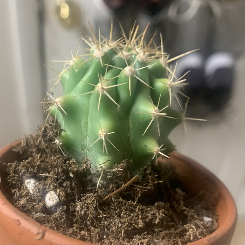 A healthy Blue Barrel Cactus in a pot with visible soil.