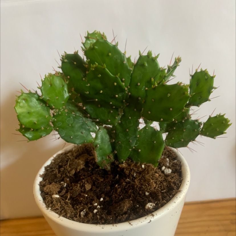 Brazilian Pricklypear cactus in a white pot with visible soil.