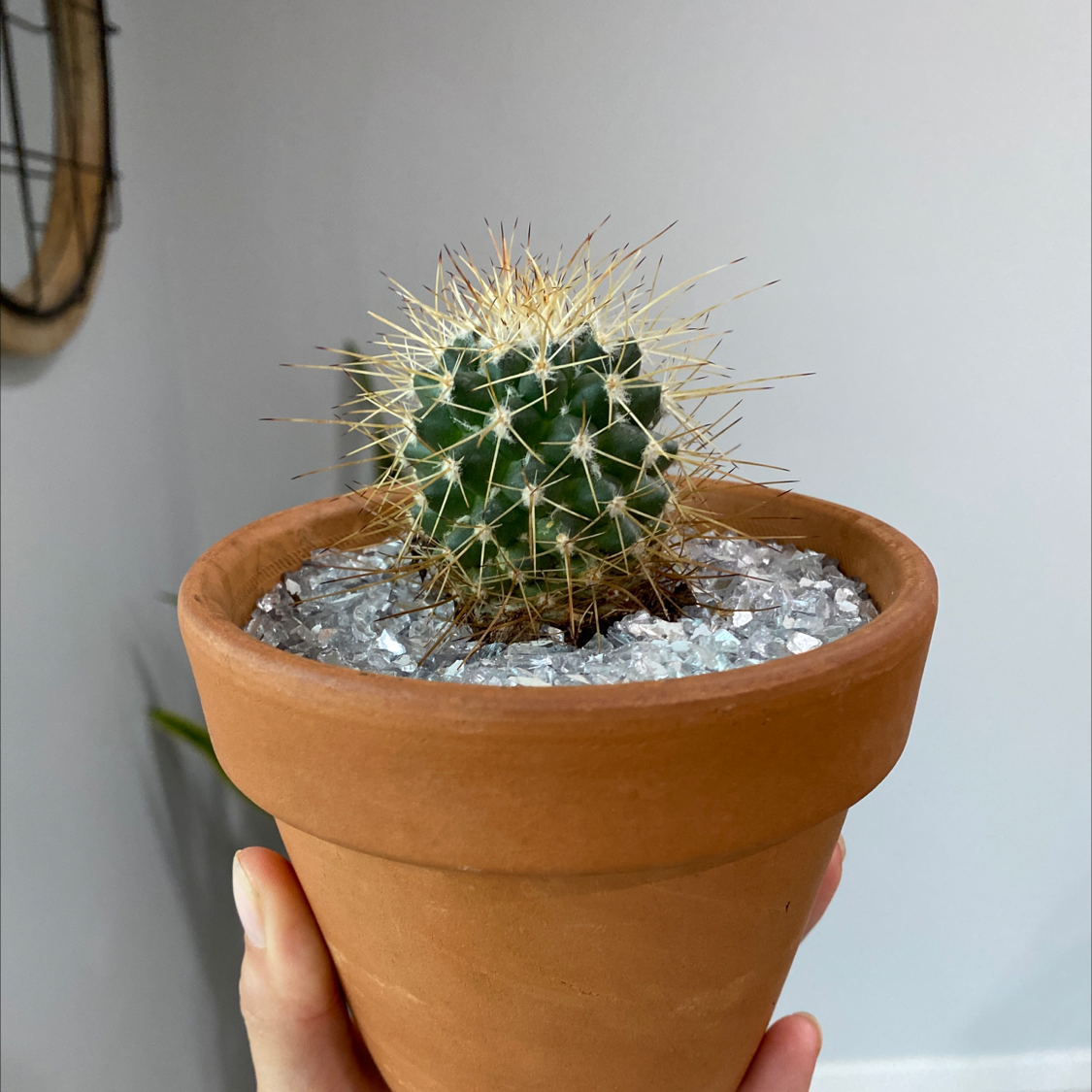 Scarlet Hedgehog Cactus in a terracotta pot with decorative stones, held by a hand.