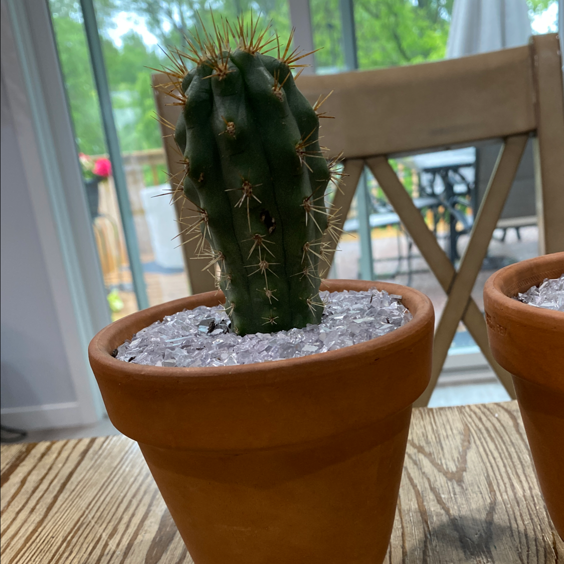 Photo of the plant species Echinocereus subinermis by Sarah named Tall guy on Greg, the plant care app