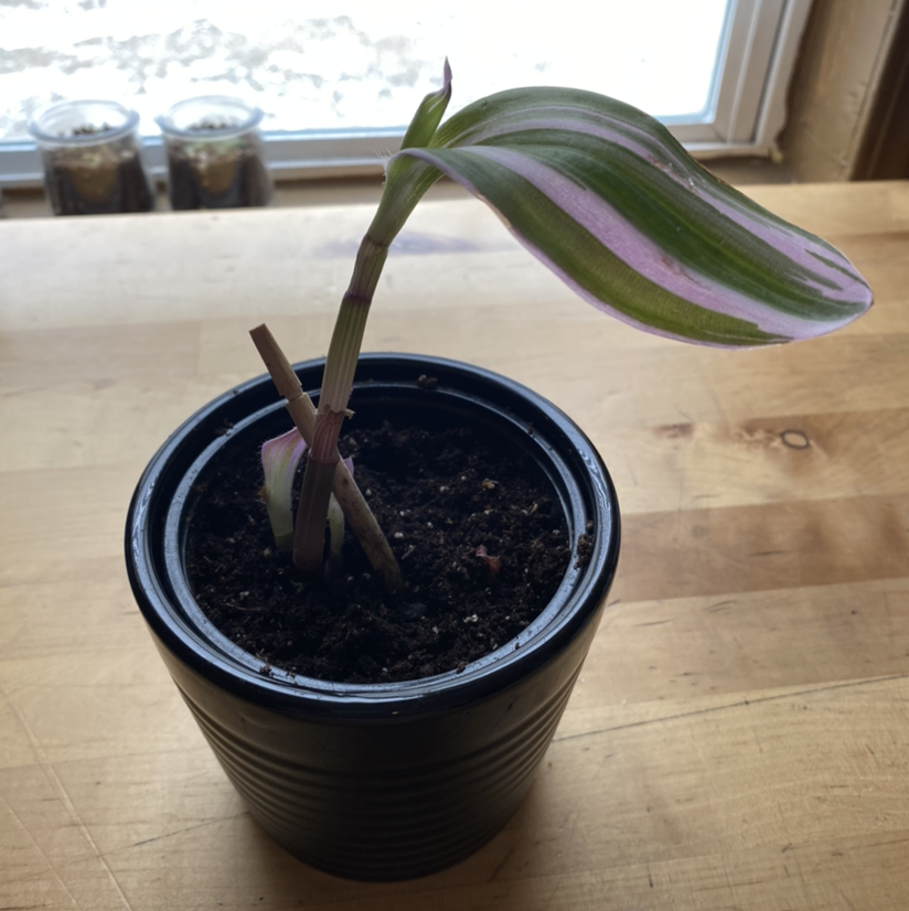 Potted small-leaf spiderwort plant with striped green and purple leaves arching over a small black plastic pot on a wood surface.