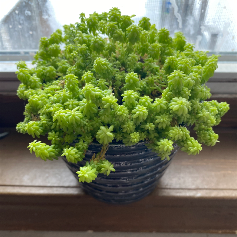 A healthy Goldmoss Stonecrop plant in a pot on a windowsill.