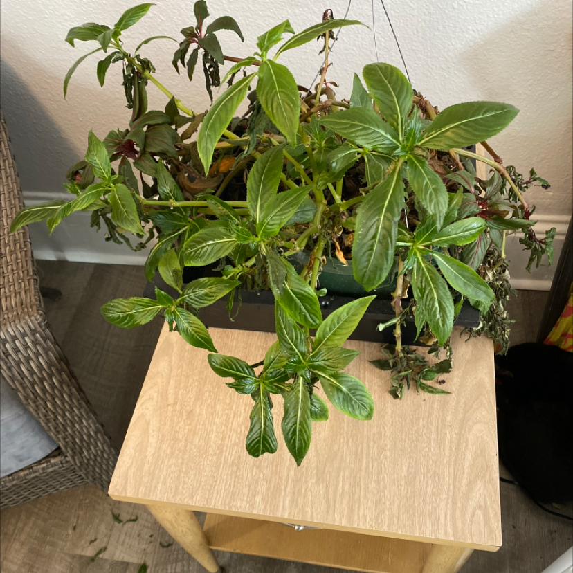 Potted Bright Eyes plant on a wooden table with some wilted and discolored leaves.