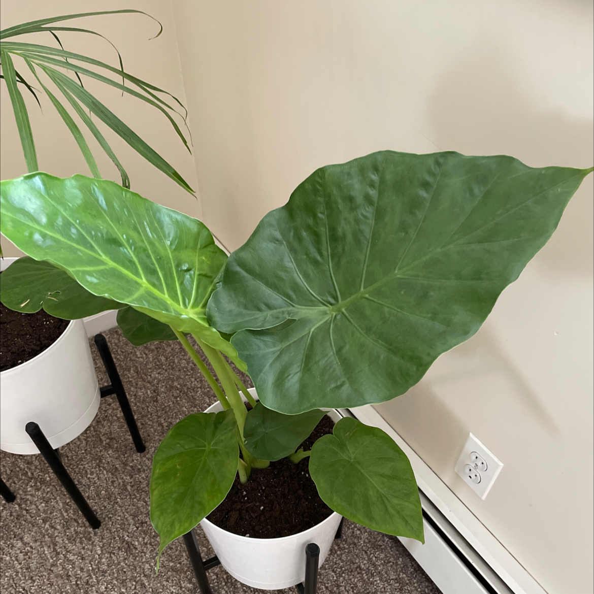 Healthy Arrowleaf Elephant Ear plant with large green leaves in a white pot.