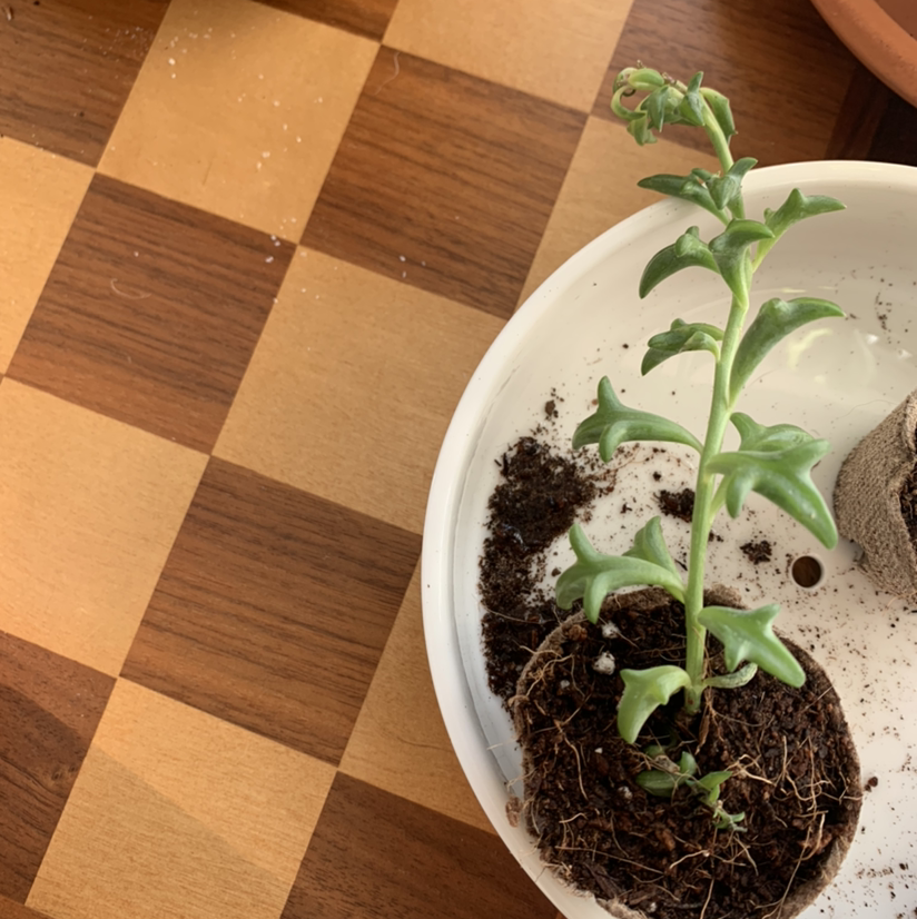 String of Dolphins plant in a small pot on a checkered surface, soil partially visible.