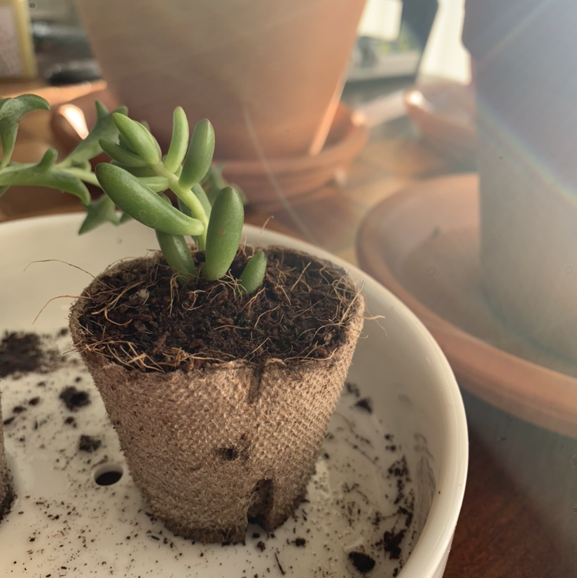 Jelly Bean Plant in a biodegradable pot with visible soil, well-framed and healthy.