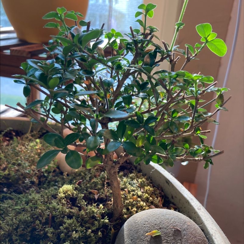 Healthy Ficus Ginseng bonsai in a shallow pot with gnarled trunk, lush green oval leaves, and pebble-covered soil.