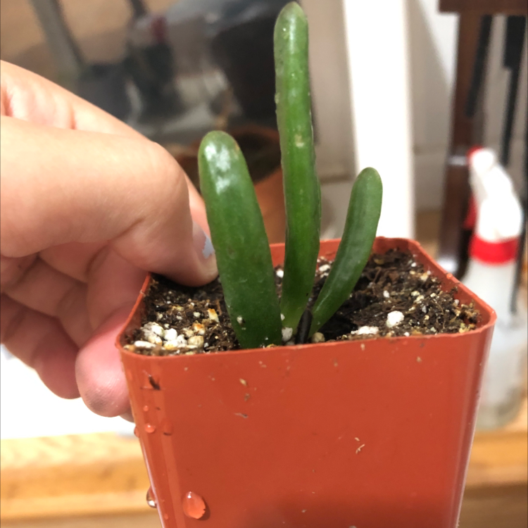 Healthy Crassula Pellucida succulent plant with heart-shaped green leaves held in hand, displayed in small terracotta pot.