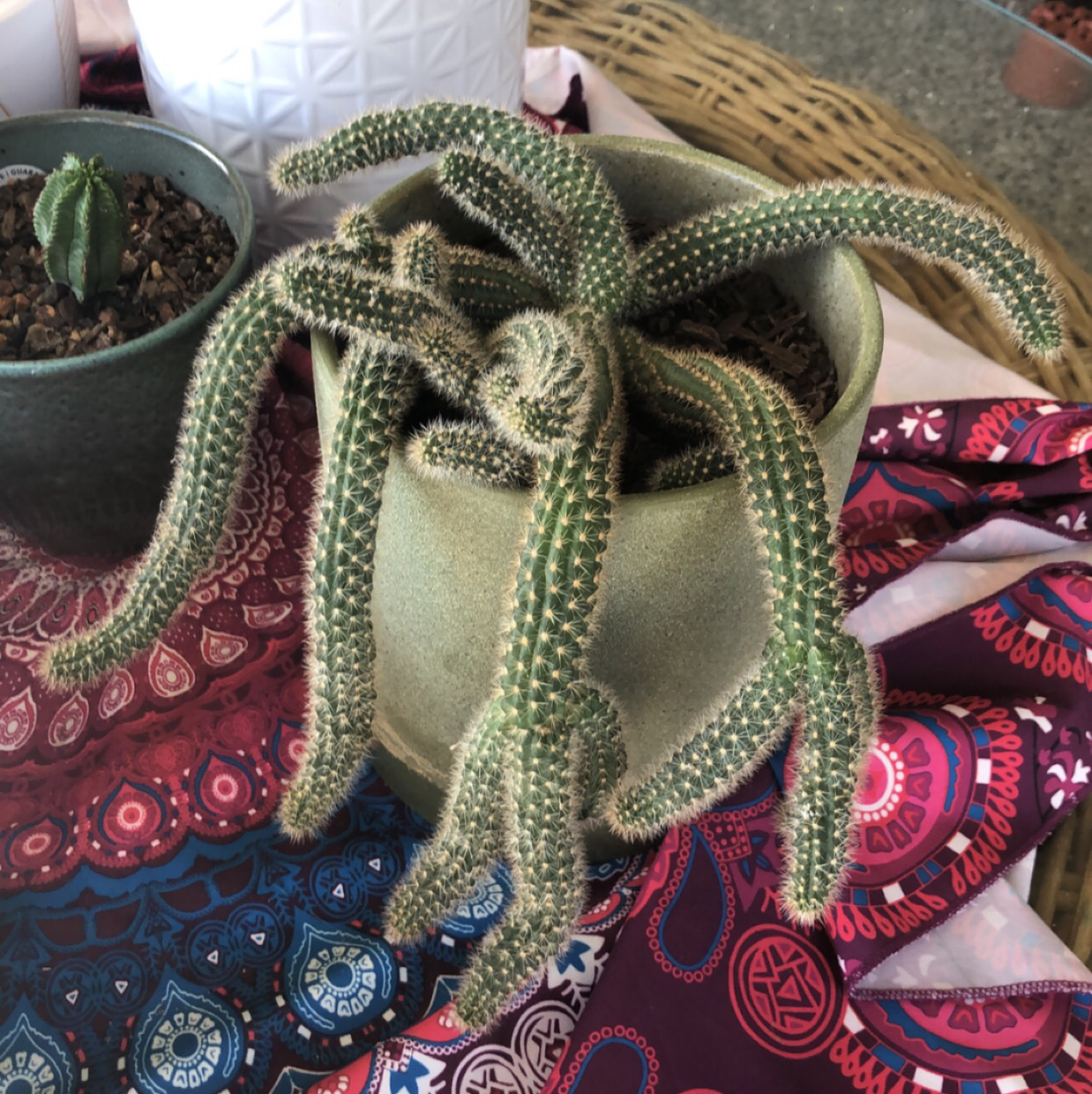 Peanut Cactus in a pot with elongated stems and small spines, placed on colorful fabric.