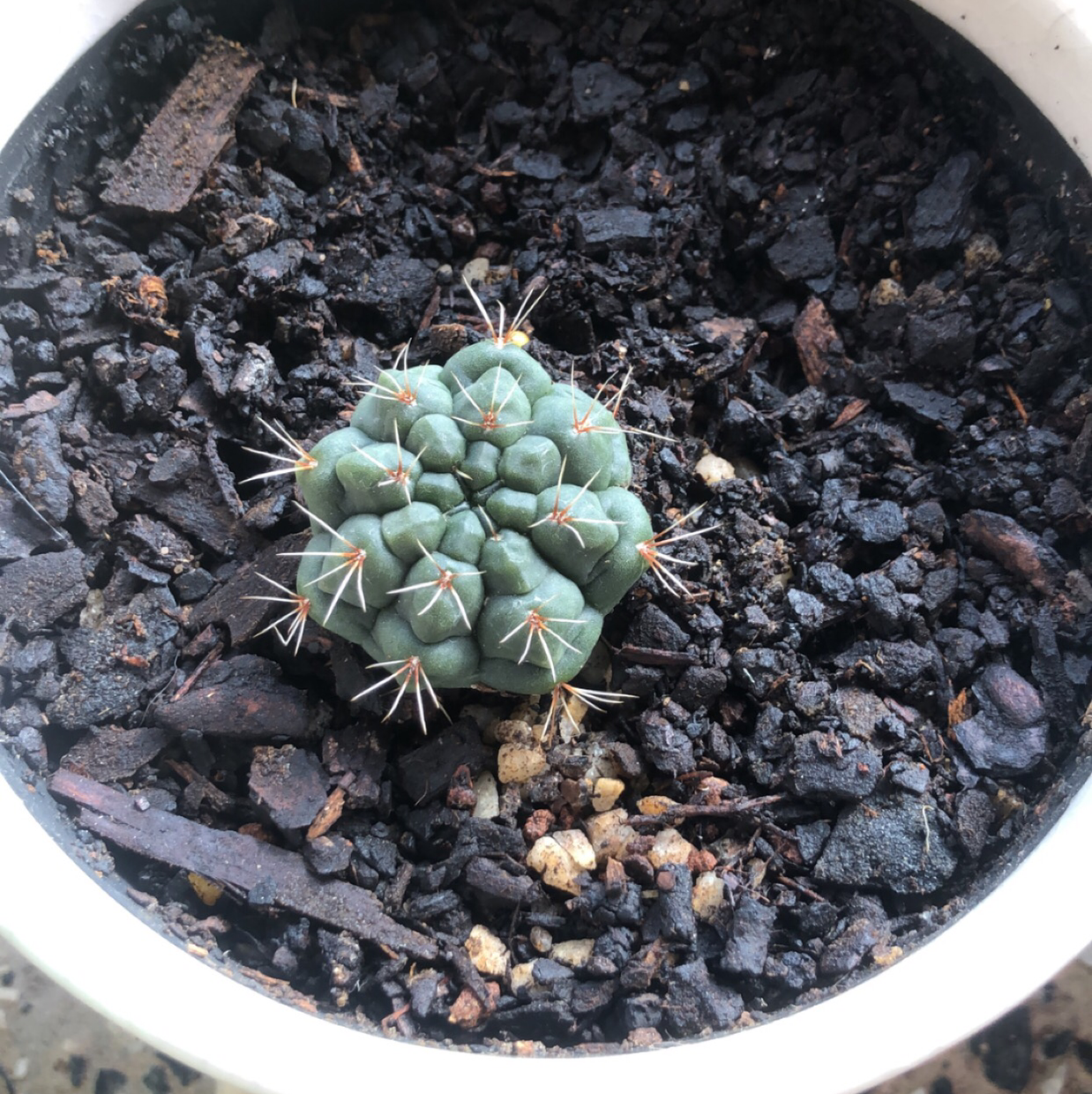 Photo of the plant species Thelocactus hexaedrophorus by @Maddison named Your plant on Greg, the plant care app