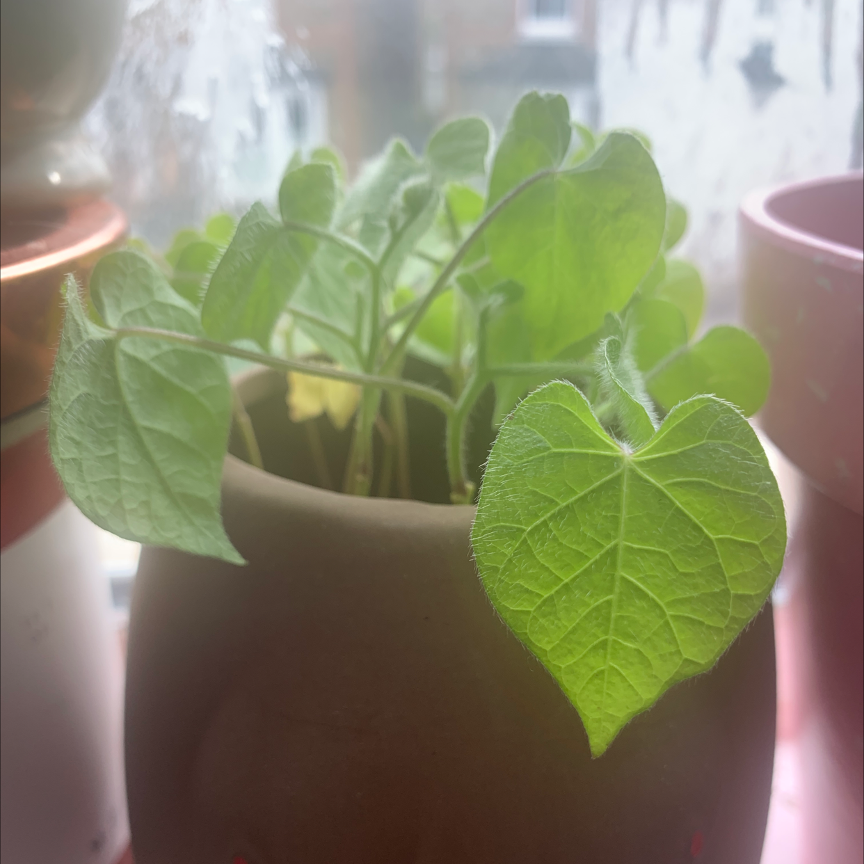 Common Morning Glory plant in a pot with mostly healthy green leaves, slight yellowing on one leaf.