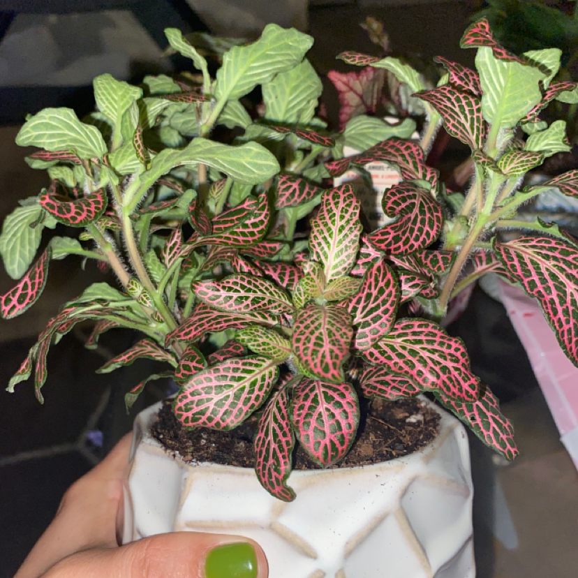Photo of the plant species White Anne Nerve Plant by @DemiWu named Pinky on Greg, the plant care app