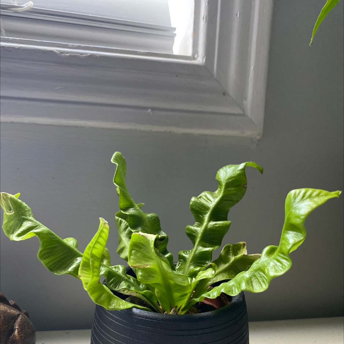 Hart's Tongue Fern in a black pot near a window, with vibrant green leaves.