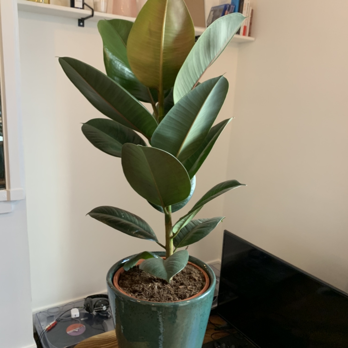 Rubber Plant plant photo by Lucas named Trokiz on Greg, the plant care app.