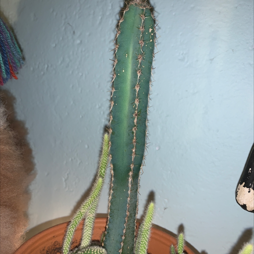 Columnar Cactus in a pot with visible soil, well-framed and in focus.