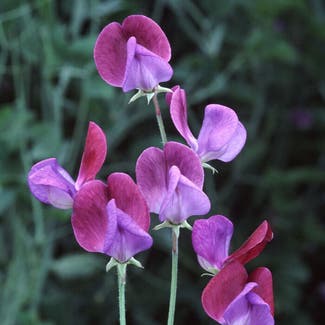 Annual Sweet Pea plant in Richmond Hill, Ontario