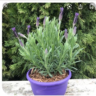 Lavender plant in Richmond Hill, Ontario
