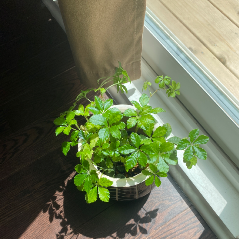 Potted Virginia Creeper plant with healthy green leaves near a window.