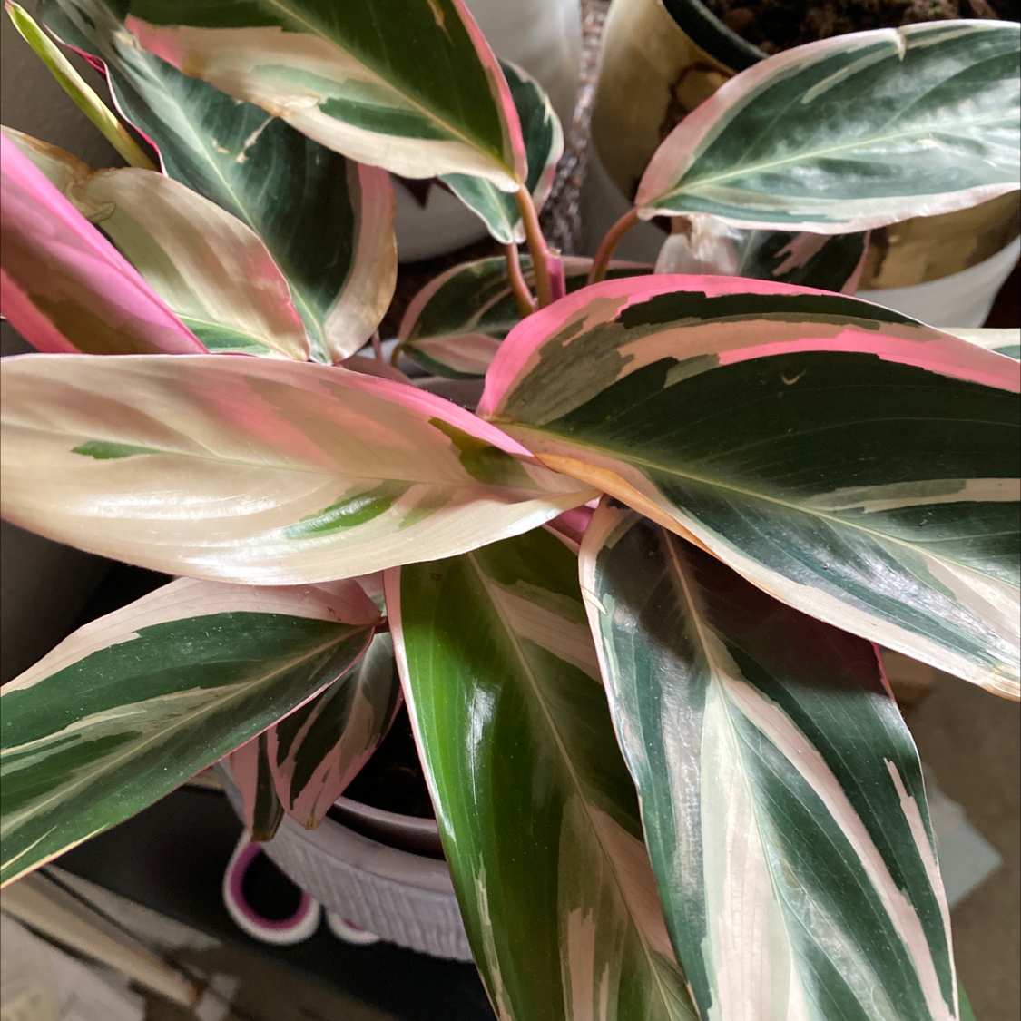 Never Never Plant with variegated green, white, and pink leaves.