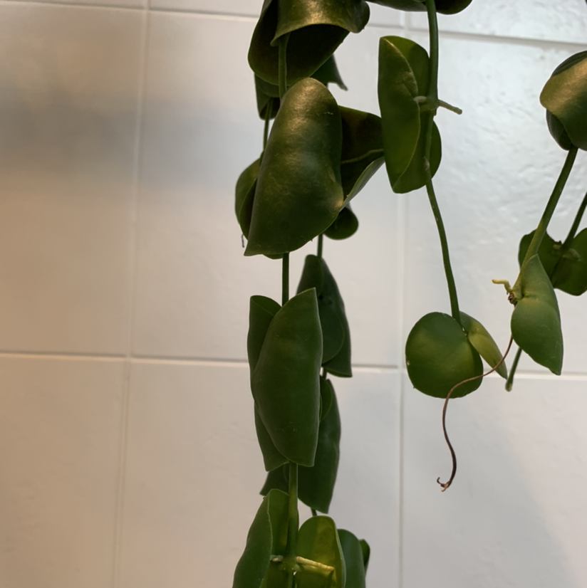 Photo of the plant species Ant Plant by Catherine named DIANA on Greg, the plant care app