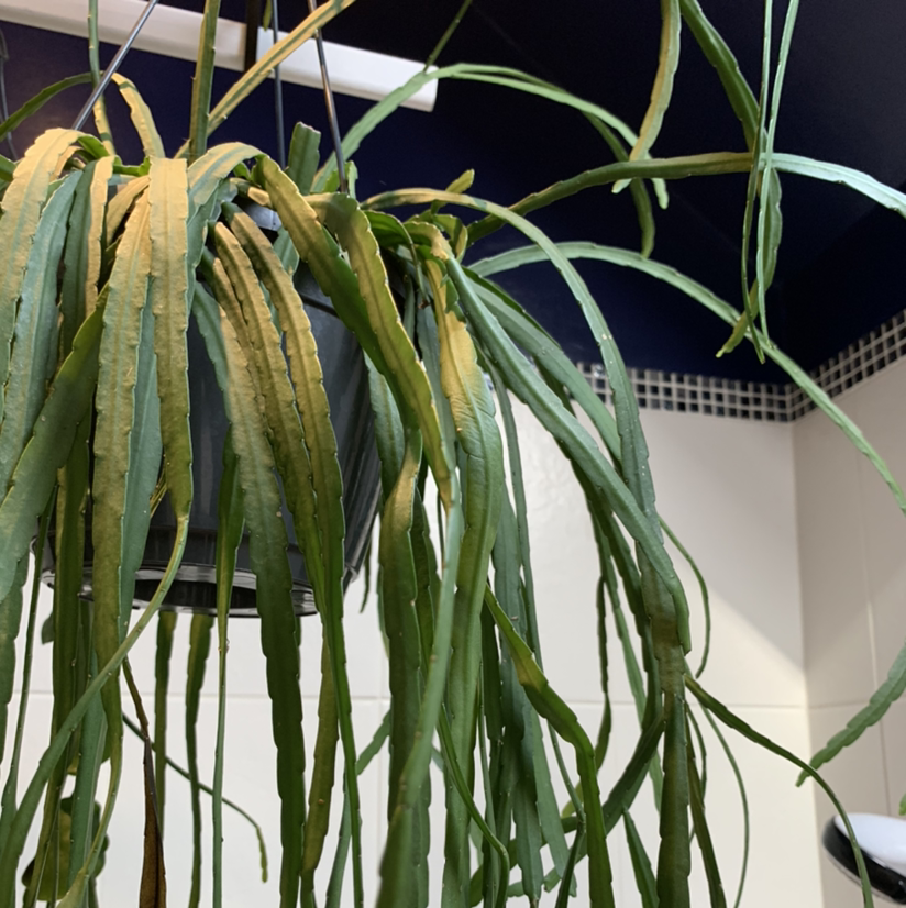 Photo of the plant species Pfeiffera boliviana by Catherine named JIMMY on Greg, the plant care app