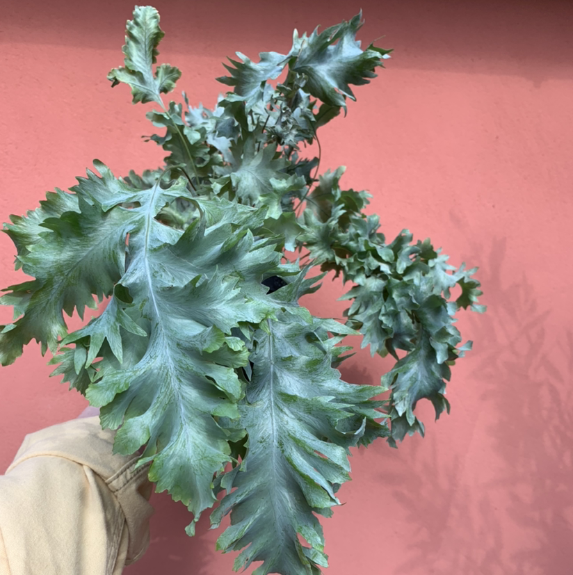Phlebodium 'Davana' plant with healthy green fronds held by a hand.