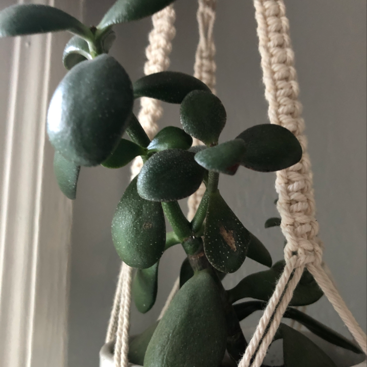 Photo of the plant species ? by Haley named Beth on Greg, the plant care app