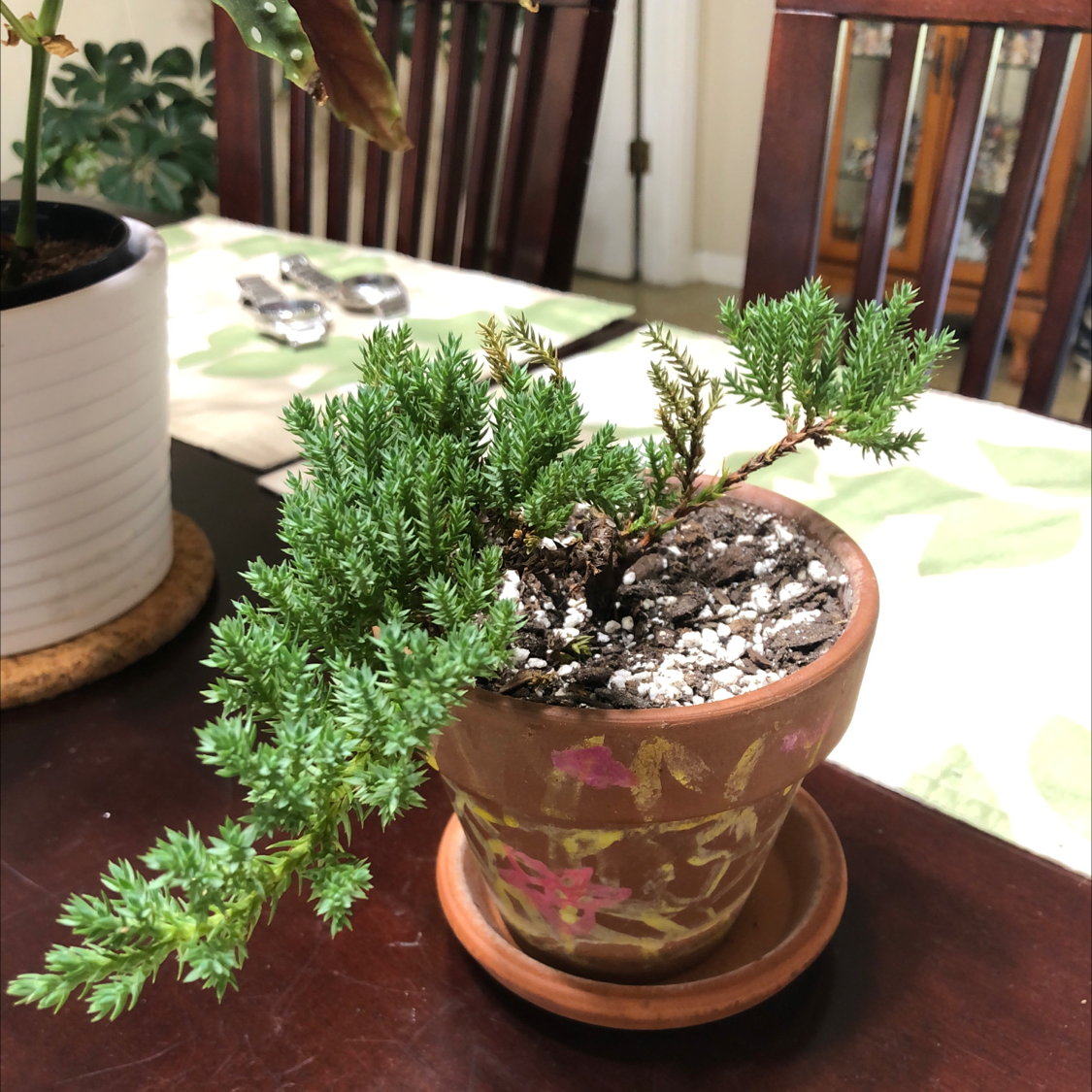 Blue Star Juniper plant in a decorative pot on a table with visible soil.