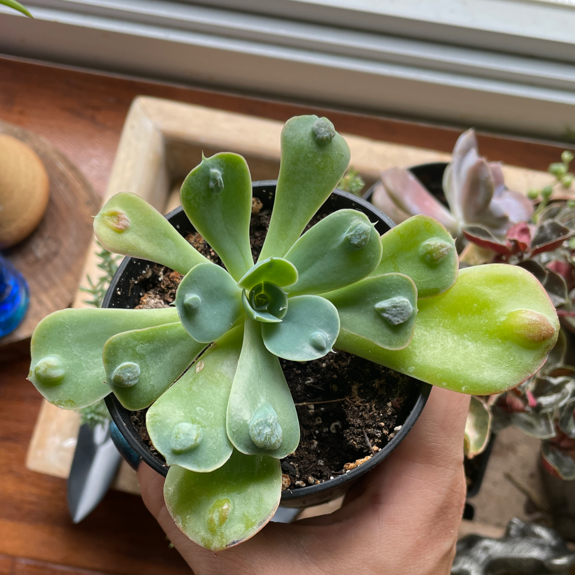 Raindrops Echeveria plant in a pot with some yellowing leaves, held by a hand.