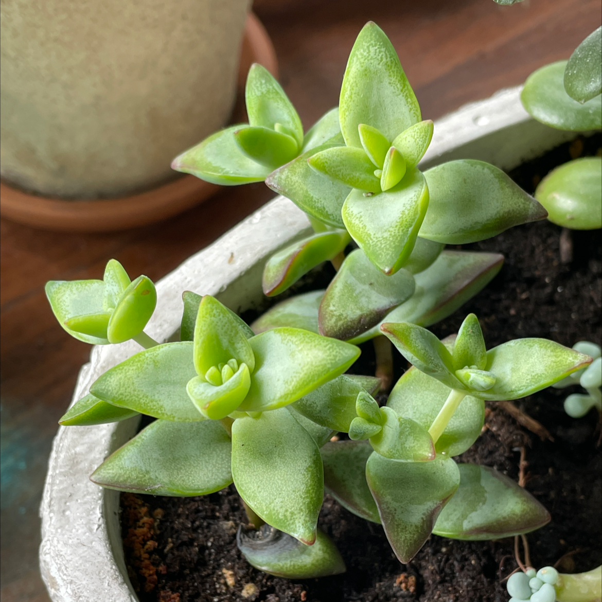 Healthy Tom Thumb succulent with green rosette leaves in a pot.
