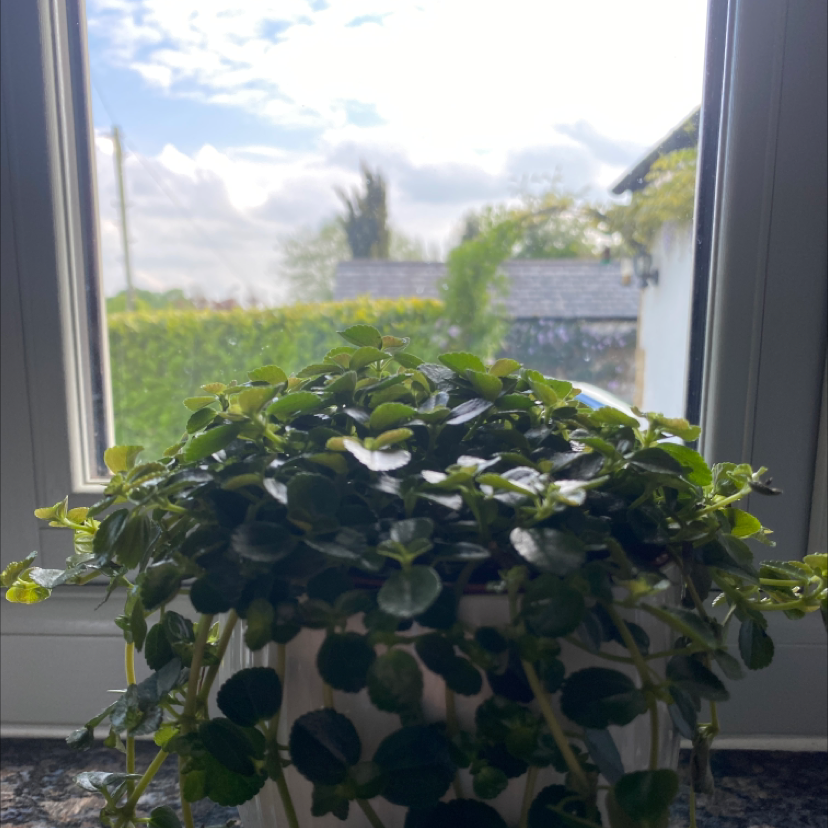 Healthy Pilea Baby Tears plant with dense green foliage cascading from the center, potted in a white ceramic planter on a windowsill.